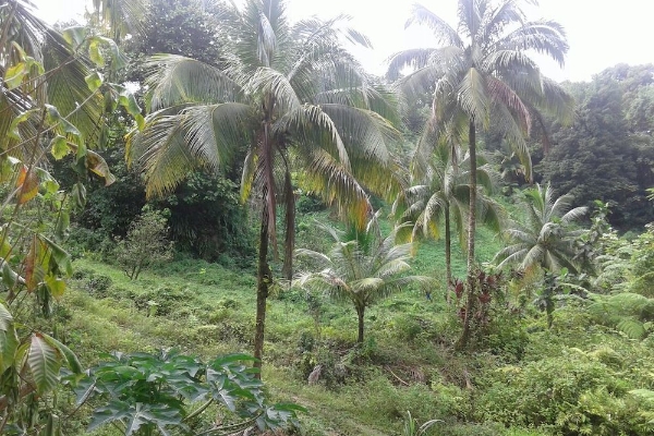 Hotel Roots Jungle Retreat (Gaulette)